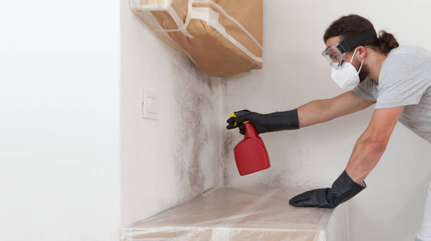 Professional Attic Mold Remediation technician working in Harwood, MD