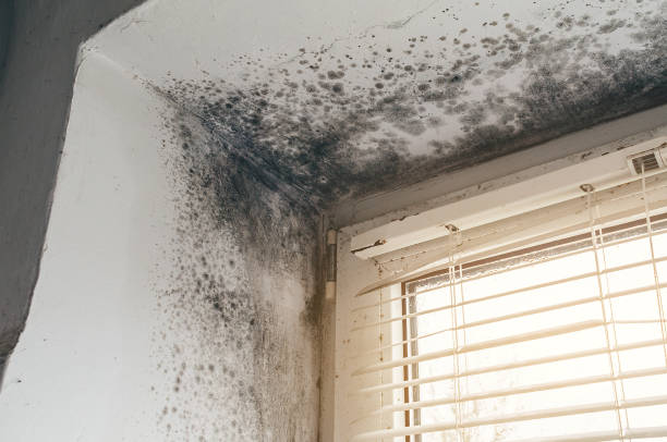 Affordable Attic Mold Remediation solutions in Harwood, MD